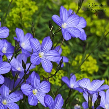 Fleurs de lin