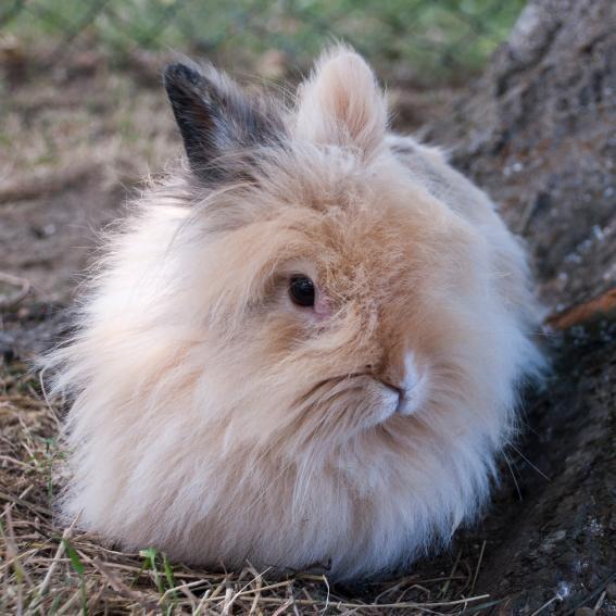 Un lapin angora